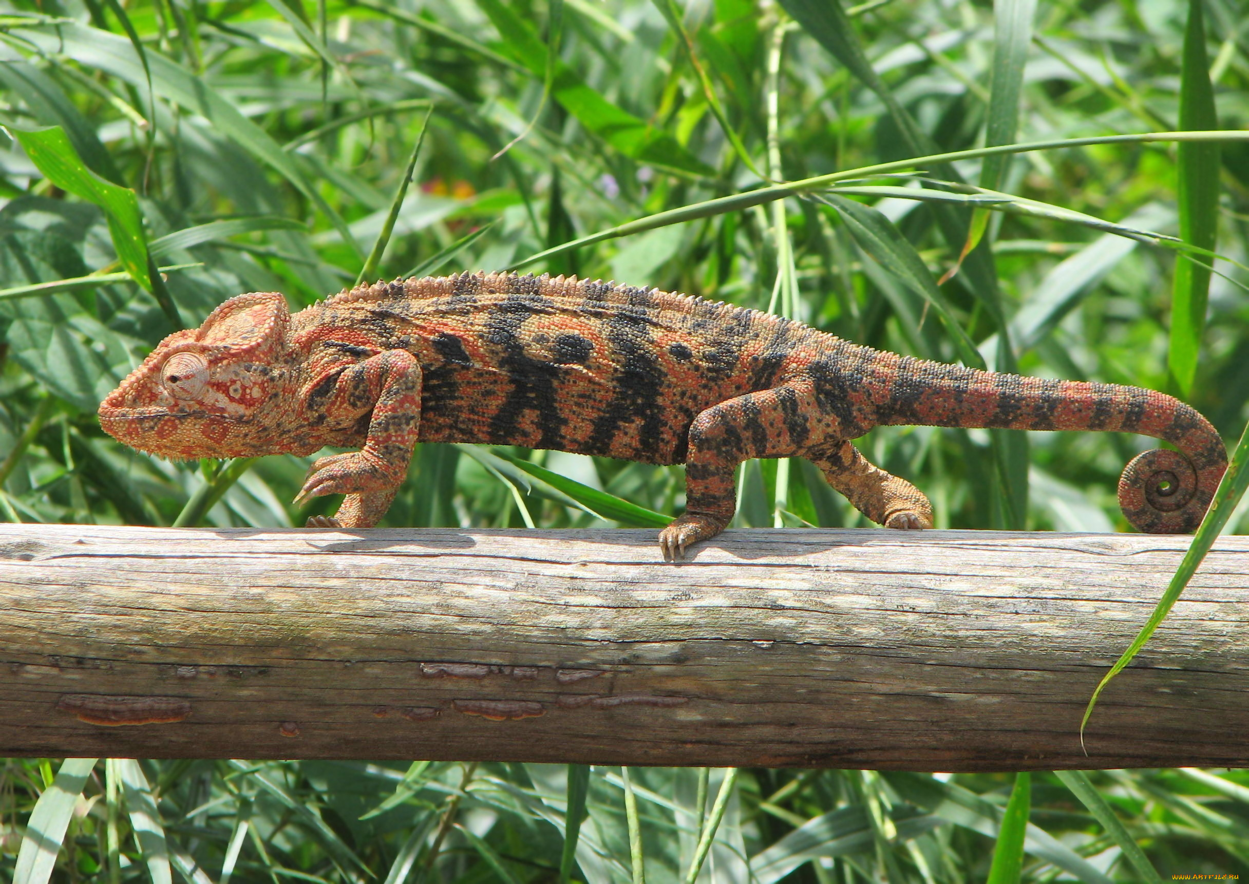 chameleon, , , , , 
